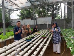 Ganjar Milenial Center Adakan Pelatihan Menanam Hidroponik Bareng Pemuda di Bandar Lampung