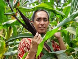 Biofortifikasi Tanaman Jagung, Dosen Inovasi FP Unila Atasi Stunting